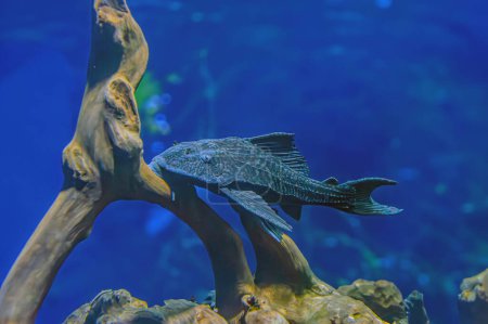 Foto de Pleco pescado sentado debajo de una hoja de equinodorus en el acuario. Hypostomus plecostomus, también conocido como bagre lechón o pleco común, es un pez tropical de agua dulce que pertenece al bagre blindado. - Imagen libre de derechos