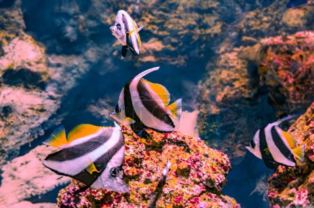 The pennant coralfish Heniochus acuminatus, also known as the longfin bannerfish, reef bannerfish or coachman, is a species of fish of the family