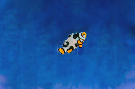 Ein niedlicher Anemonenfisch mit gelbem Schwanz, der im Meerwasseraquarium schwimmt. Amphiprion clarkii ist ein Meeresfisch aus der Familie der Pomacentridae