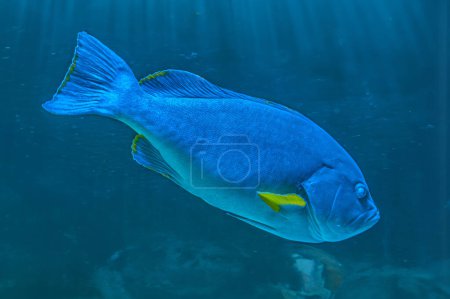 Riesige Zackenbarschfische schwimmen im Dunkeln. Epinephelus flavocaeruleus, blau-gelber Zackenbarsch, ein Zackenbarsch aus der Unterfamilie Epinephelinae Serranidae im Indischen Ozean.