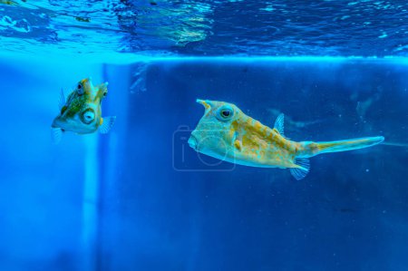 Foto de Peces bajo el agua, tronco amarillo pescado de vaca: lactoria cornuta - Imagen libre de derechos