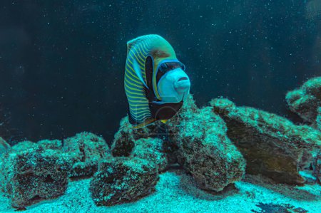 The emperor angelfish omacanthus imperator is a species of marine angelfish. It is a reef-associated fish. generally associated with stable populations and faces no major threats of extinction