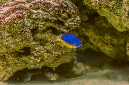 Animales del mundo marino submarino. Ecosistema. Coloridos peces tropicales. La vida en el arrecife de coral. Ángel vibrante nadando con gracia en medio de un colorido arrecife de coral.