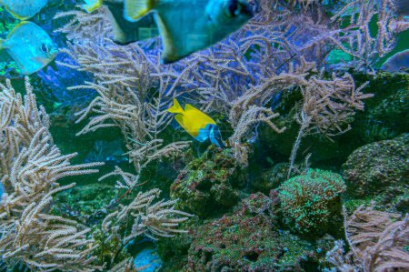 Animals of the underwater sea world. Ecosystem. Colorful tropical fish. Life in the coral reef. Vibrant angelfish swimming gracefully amidst a colorful coral reef.