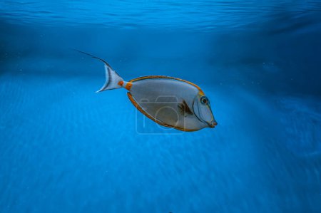 Naso Lituratus Acanthuridae tropical fish, Orangespine unicornfish in aquarium blue water. Ocean, marine, aqueatic, underwater life.