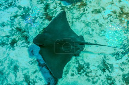 Sting Ray or Myliobatis aquila, swimming under blue ocean like flying in sky and facing to camera. Eagle Ray is a cartilage fish common in Mediterranean and Adriatic Sea.