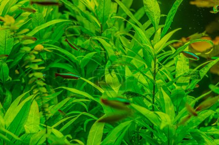 Téléchargez les photos : Cardinaux poissons néon dans l'aquarium. Sur vert - en image libre de droit