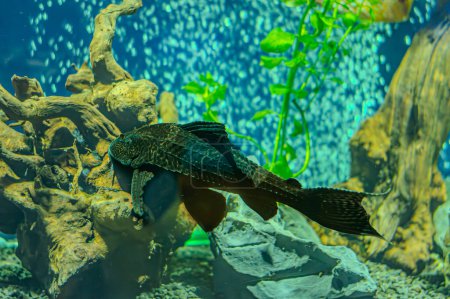 Téléchargez les photos : Pleco poisson assis sous une feuille d'échinodorus dans l'aquariumon. Hypostomus plecostomus est un poisson d'eau douce tropicale appartenant au poisson-chat blindé. - en image libre de droit