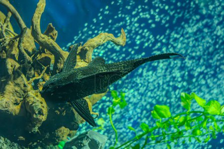 Pleco fish sitting under an echinodorus leaf in aquariumon. Hypostomus plecostomus, also known as suckermouth catfish or common pleco, is a tropical freshwater fish belonging to the armored catfish