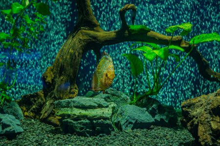 Diskusfische im Aquarium, tropische Fische. Symphysodon discus aus dem Amazonas. Blauer Diamant, Schlangenhaut, roter Türkis und mehr