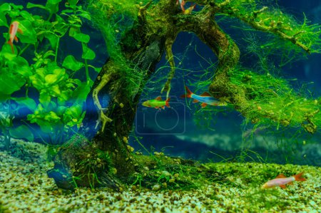 Unterwasseraufnahme eines Fisches labeo frenatus glofish auf grün. Albino-Rotflossenhai, Albino-Regenbogenhai, Epalzeorhynchos frenatum Labeo frenatus