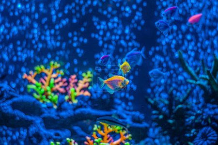 Téléchargez les photos : Ornatus Fish and Ternary in the dark Aquarium with neon light. Glofish tetra. Blurry background. Selective Focus - en image libre de droit
