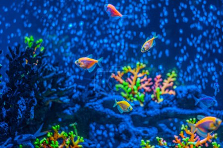 Ornatus Fish and Ternary in the dark Aquarium with neon light. Glofish tetra. Blurry background. Selective Focus