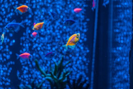 Ornatus Fish and Ternary dans l'aquarium sombre avec lumière au néon. Tétra glofish. Fond flou. Focus sélectif