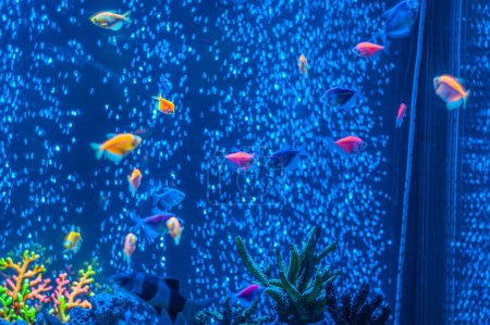 Ornatus Fish and Ternary in the dark Aquarium with neon light. Glofish tetra. Blurry background. Selective Focus