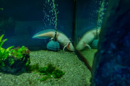 Selektive Fokusaufnahme von rosa Albino-Axolotl im passenden Becken in der Zoohandlung. Auch als Salamander oder mexikanischer Wanderfisch bekannt. Weitaus exotische Tiere, die man als Haustier haben kann.