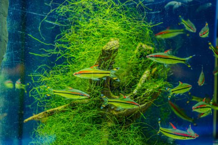 Barbe de dindon Sahyadria denisonii nageant sur un aquarium avec un fond flou. Troupeau de poissons-écorces de Denison Puntius denisonii dans un aquarium d'eau douce