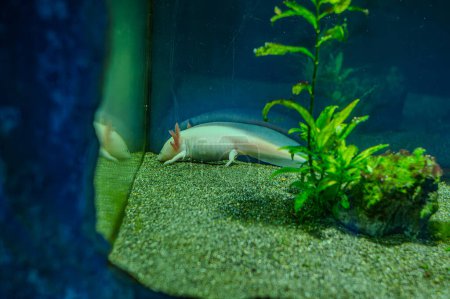 Selective focus view of pink albino axolotl in the adequate tank at local pet store or pet shop. Also known as salamander or Mexican walking fish. Widly exotic animals that can have as a pet.