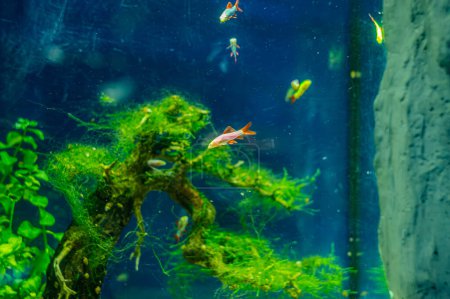 Foto de Inyección submarina de un pez labeo frenatus glofish en verde. Tiburón aleta roja albino, Tiburón arco iris albino, Epalzeorhynchos frenatum Labeo frenatus - Imagen libre de derechos