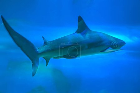 Great Shark Close up Shot. Diving with great sharks. Large white shark. Ready to attack its prey Grey reef shark Carcharhinus amblyrhynchos floats over coral reef