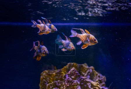Foto de El lindo patrón de pijama cardenalfish. pijama cardenalfish en primer plano, mascota popular acuario del océano Pacífico - Imagen libre de derechos