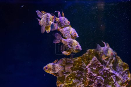 Foto de El lindo patrón de pijama cardenalfish. pijama cardenalfish en primer plano, mascota popular acuario del océano Pacífico - Imagen libre de derechos