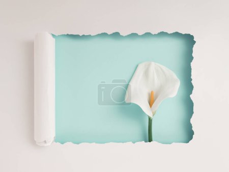 Photo for White torn paper revealing calla lily flower on pastel turquoise tiffany green background. Minimal floral concept with copy space for text or message. Spring, Women's Day, Valentine, wedding or birthday layout - Royalty Free Image