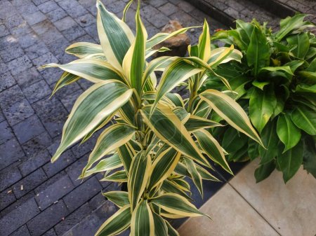 Nahaufnahme der Zierpflanze dracaena sanderiana oder im Volksmund als glückliche Bambus-Zierpflanze bekannt, Hochwinkel-Fotografie