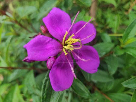 Foto de Close-up photo of the melastoma plant or better known as the senggani plant, this wild plant has beautiful purple flowers with 6 petals. - Imagen libre de derechos