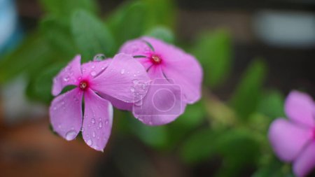 Photo for Periwinkle flower or tapak dara with the scientific name Catharanthus roseus is a flower that comes from Madagascar, this flower is usually an ornamental plant in the yard. - Royalty Free Image