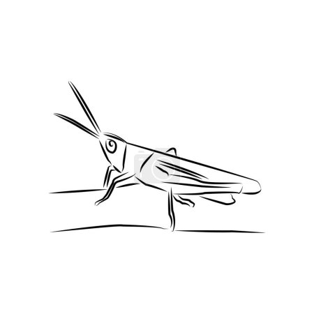 Ilustración de Arte de línea de un saltamontes. insecto de dibujos animados. historieta. - Imagen libre de derechos