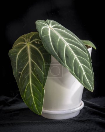 Anthurium villenaorum, is an attractive species foliage plant with white veins on a dark green velvety background. Anthuriums are members of the aroid family. 