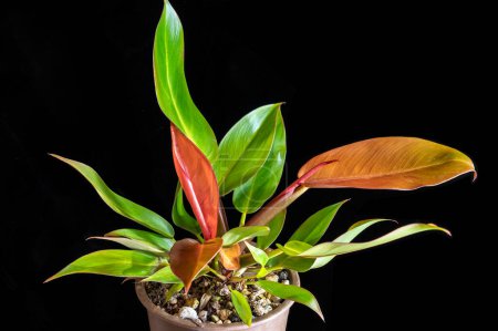 Philodendron 'Prince of Orange', benannt nach den jungen Blättern, die eine leuchtend orangefarbene Färbung aufweisen. Eine Zimmerpflanze aus den Tropen