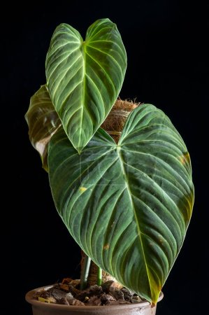 Philodendron Splendid, eine Hybridpflanze aus der Kreuzung Philodendron verrucosum x melanochrysum. Es hat große herzförmige gerippte Blätter. 