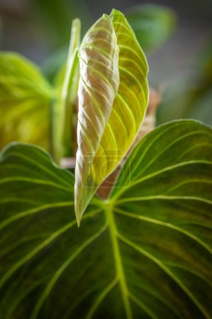 Foto de Philodendron Splendid, a hybrid plant created from crossing Philodendron verrucosum x melanochrysum. It has large heart-shaped ribbed leaves. Here a new leaf unfurls - Imagen libre de derechos