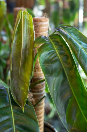 Philodendron patriciae, eine seltene Pflanze aus der Familie der Aronstabgewächse aus dem tropischen Südamerika, entfaltet ein neues Blatt. Das neue Blatt im Fokus.