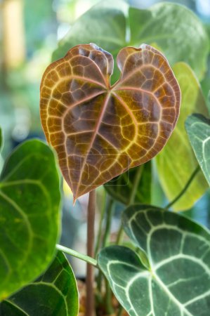 Téléchargez les photos : Nouvelle feuille vient notre rouge sur cette plante aroïde tropicale, Anthurium clarinervium, une plante au feuillage veiné attrayant - en image libre de droit