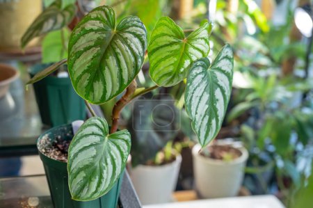 Philodendron mamei aff 'Silver Cloud', named because of the silvery variegation on the leaves. A tropical aroid plant