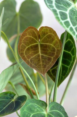 Téléchargez les photos : Une nouvelle feuille en forme de cœur émerge sur Anthurium clarinervium, une plante tropicale de la famille des aroïdes - en image libre de droit