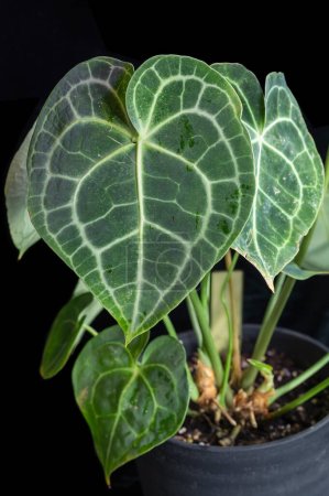 Auf Anthurium clarinervium, einer tropischen Pflanze aus der Familie der Aroniden, entsteht ein neues herzförmiges Blatt.
