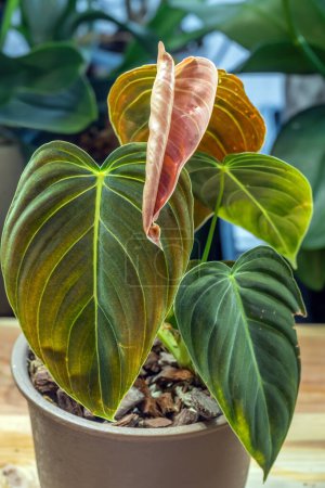 Photo for Philodendron melanochrysum, a tropical foliage plant, sending out a new leaf which unfurls in pink color - Royalty Free Image