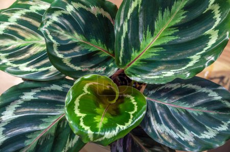 Téléchargez les photos : Le médaillon Calathea (Calathea veitchiana) est une plante d'intérieur peu lumineuse originaire du Brésil. Le dos des feuilles décoratives est violet. - en image libre de droit