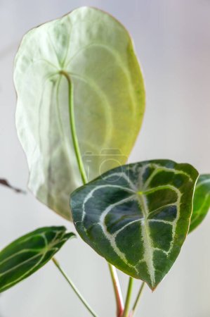 Anthurium forgetii, a rare tropical houseplant in the aroid family, has leaves with a closed sinus at the top of the leaf