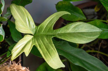 Photo for Philodendron 'Florida Ghost', named for the pale colored new leaves that emerge. Eventually the whitish colored leaves turn to green as they mature - Royalty Free Image