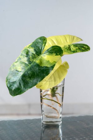 Téléchargez les photos : Philodendron Burle Marx variété panachée de coupe enracinement dans un verre d'eau - en image libre de droit