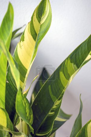 Photo for Heliconia psittacorum 'Lady Di' variegated form of this tropical garden plant - Royalty Free Image