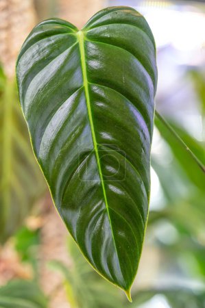 Photo for Philodendron esmeraldense is a broadleaf philodendron famous for its foliage and is native to Ecuador. It is an uncommon houseplant originally from rain forests and requires high humidity - Royalty Free Image
