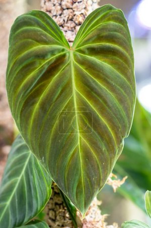 Foto de Philodendron Splendid, un híbrido entre dos especies, melanocriso y verrucoso, con grandes hojas aterciopeladas y marcas rojas en hojas más jóvenes - Imagen libre de derechos