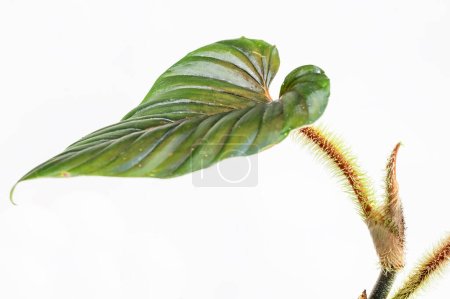 Téléchargez les photos : Philodendron serpens, avec ses pétioles poilus distinctifs (tiges de feuilles), est une espèce de la famille des aroïdes - en image libre de droit
