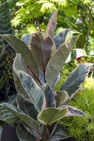 Téléchargez les photos : Ficus elastica Tineke, une forme panachée de la plante de caoutchouc montrée poussant à l'extérieur en été - en image libre de droit